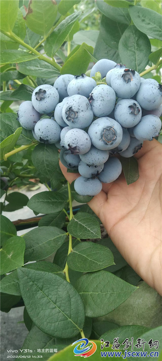 句容春城“无土栽培蓝莓”熟了，可采摘，也可整株买了带回家