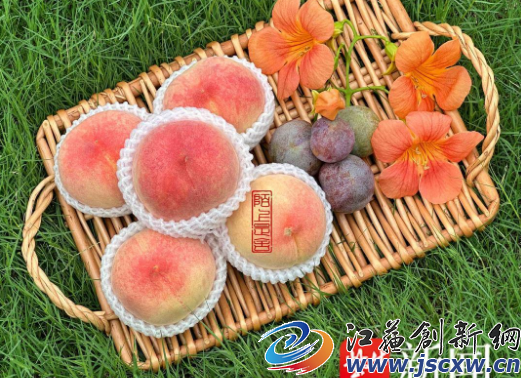 去果园摘鲜桃！一场说走就走的“甜蜜微度假”